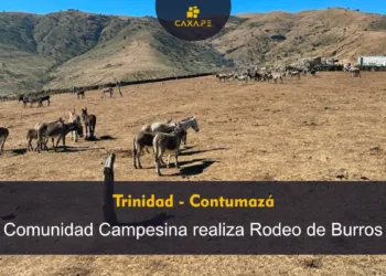 Trinidad Contumazá: Comunidad Campesina realiza rodeo de burros en el Anexo La zanja