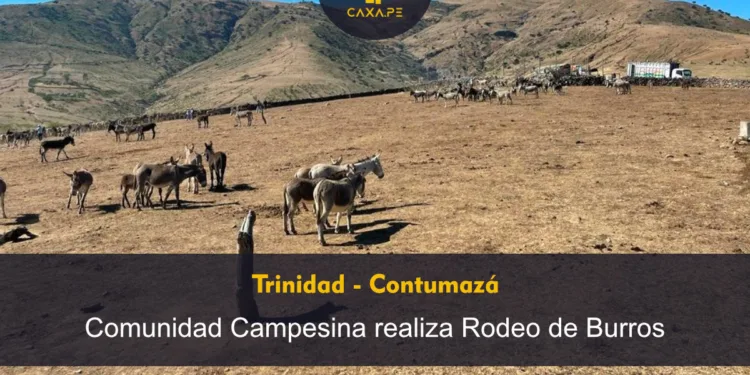 Trinidad Contumazá: Comunidad Campesina realiza rodeo de burros en el Anexo La zanja