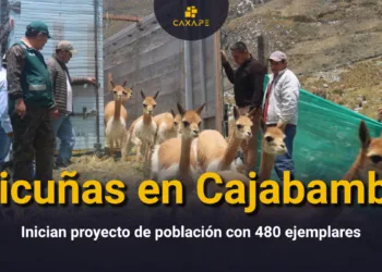 Cajabamba: Se inicia proyecto de población de Vicuñas