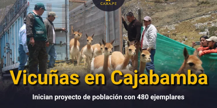 Cajabamba: Se inicia proyecto de población de Vicuñas
