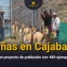 Cajabamba: Se inicia proyecto de población de Vicuñas