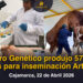 Centro Genético produjo 57 mil pajillas para inseminación Artificial 